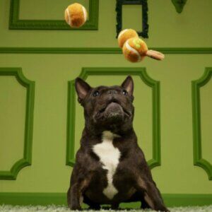 BARK Dandy Apples Tennis Ball Dog Toy Set of 2 – Orange/Green – New